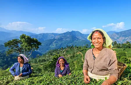 Darjeeling Jewel of the Eastern Himalayas