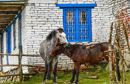 Trekking in the Dolpa Region