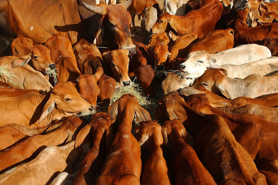 Australian beef products exported to China affected by a new 55% import tariff imposed by Beijing