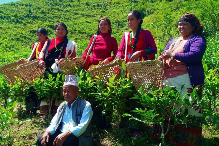 Baglung Resh tea garden attracting tourists as an alternative to Ilam tea gardens. A newly developed tea garden in Baglung's Resh has become a growing tourism destination, allowing visitors to experience tea plantations closer to home.
