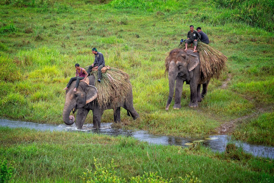 Jeep safari inside Chitwan National Park before the annual monsoon closure in Nepal.