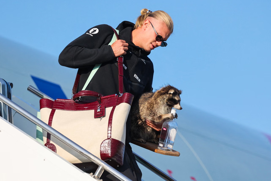Erling Haaland carries a taxidermy raccoon as he gets off the plane in Oslo