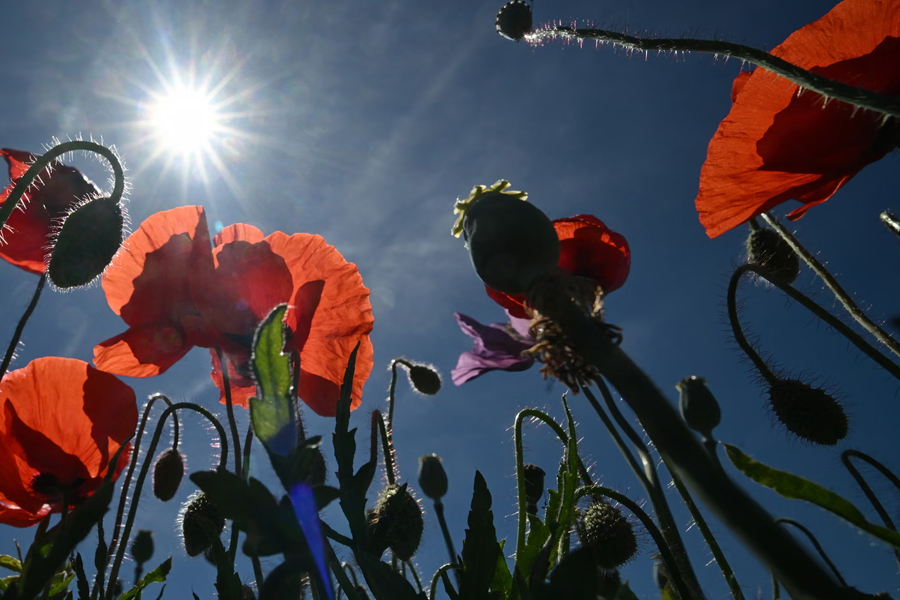 Saharan Scorcher: Europe Braces for Mid-30s Heatwave as El Niño Officially Begins — 'Super' Event Could Make 2027 the Hottest Year Ever Recorded