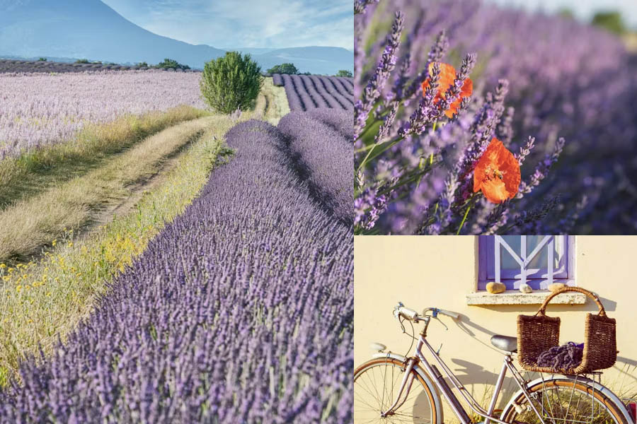 France Cycling
