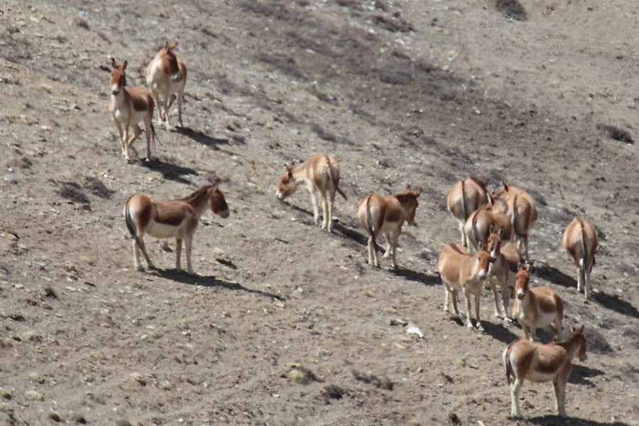 A herd of rare wild Kiangs graze in the high-altitude grasslands of Upper Mustang near the Nepal-China border, marking one of the largest recorded sightings in the region.